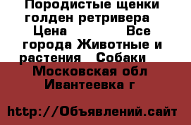 Породистые щенки голден ретривера › Цена ­ 25 000 - Все города Животные и растения » Собаки   . Московская обл.,Ивантеевка г.